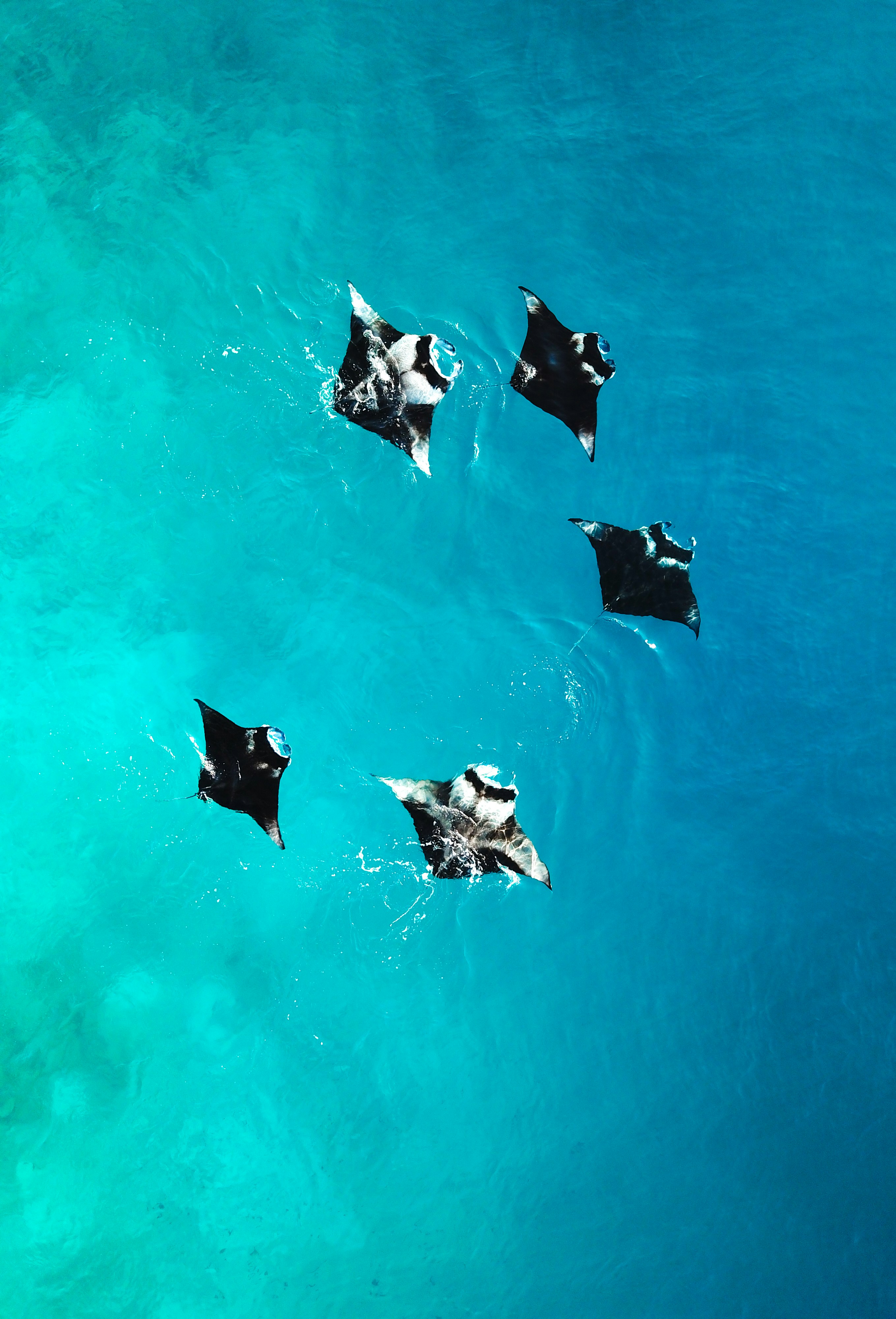 Rays